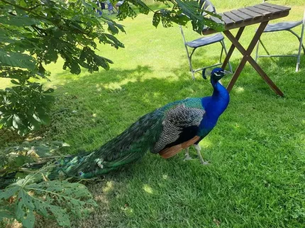 Harcourt Arboretum